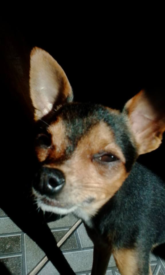 cuidadora de cães pequeno porte - Leiria - Hospedaje de perros