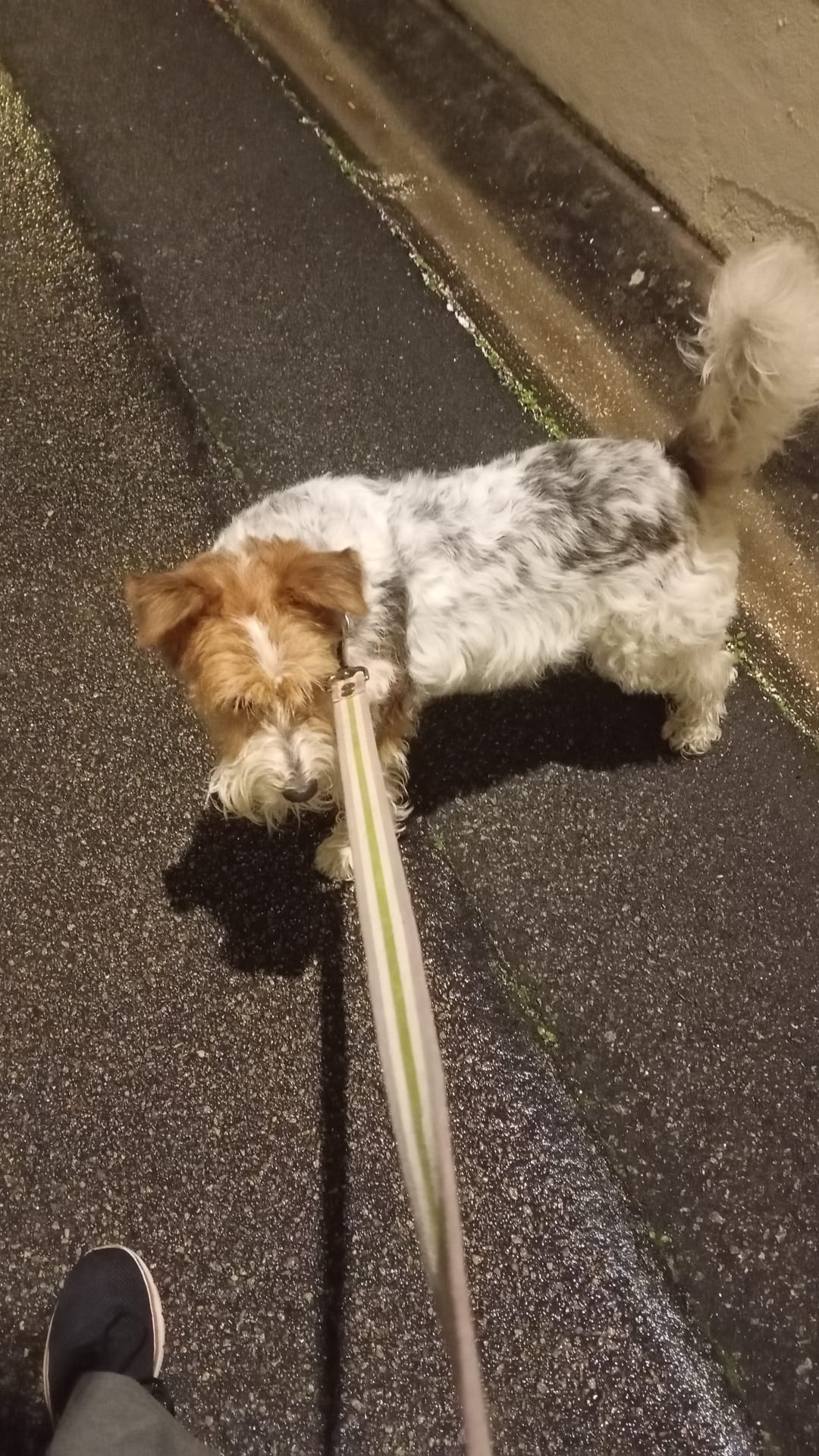 Beatriz Duram - Matosinhos - Dog Walking