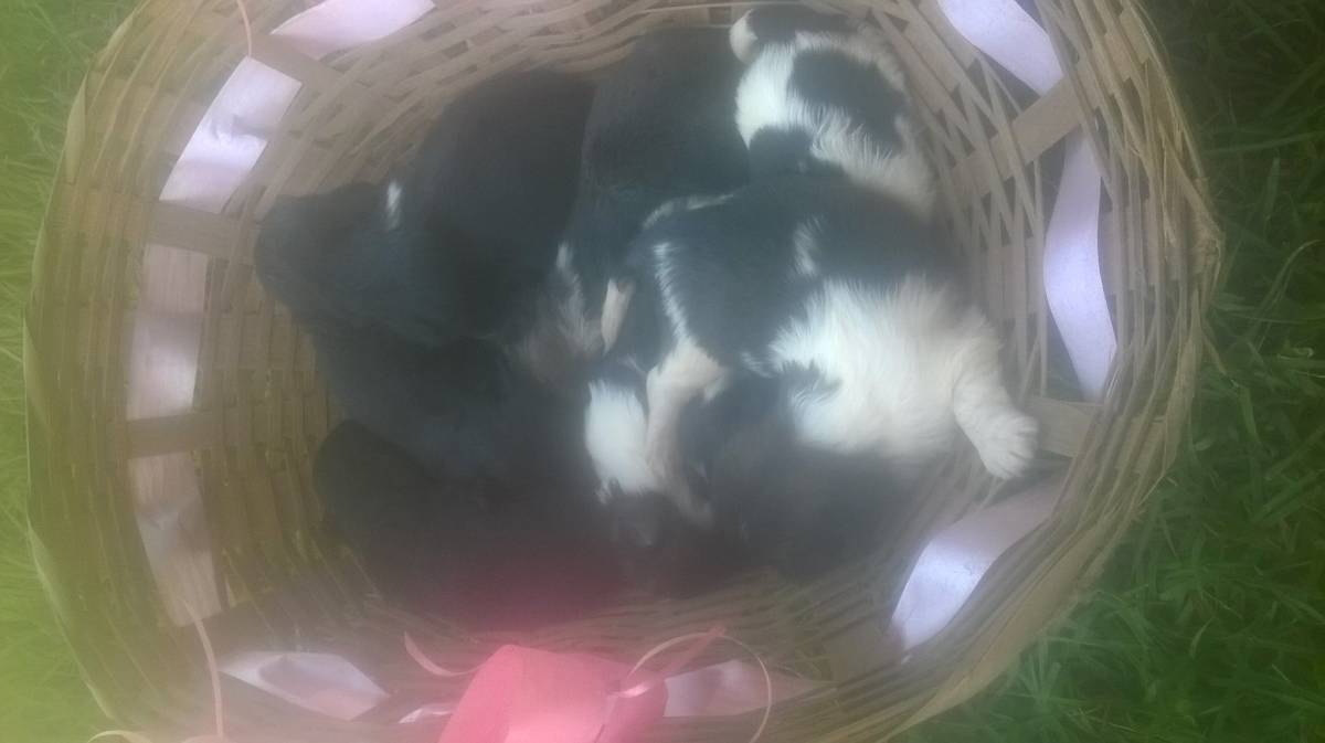 cuidadora de cães pequeno porte - Leiria - Hospedaje de perros