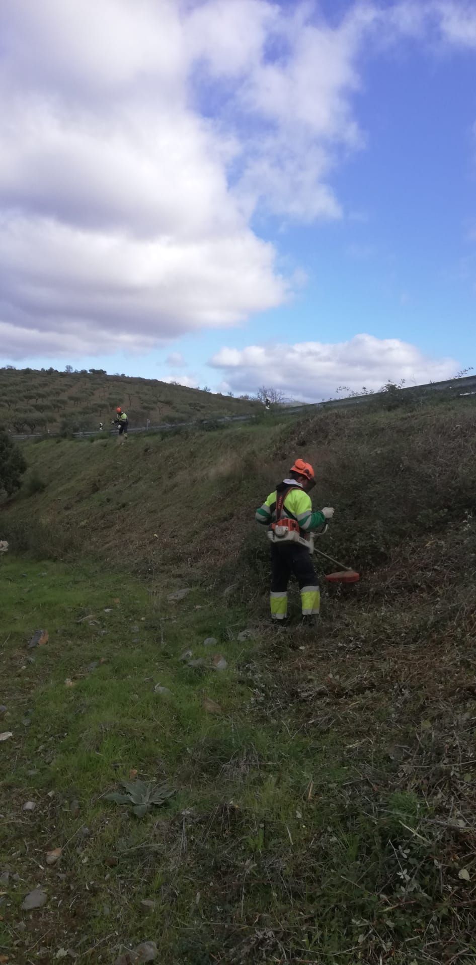 Terragest - Sivicultura e Exploração Florestal - Covilhã - Weeding