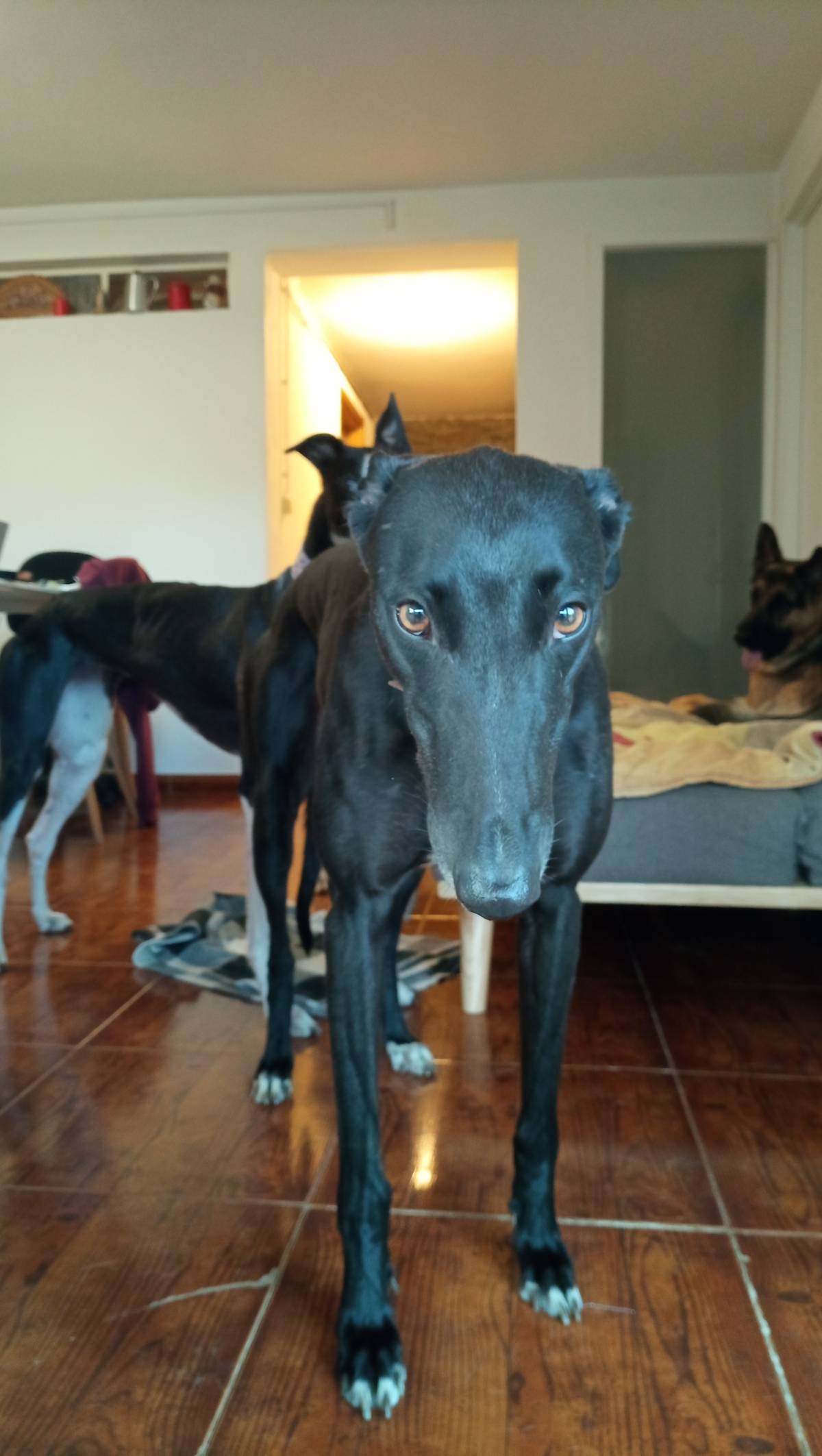 Ricardo - Bragança - Dog Sitting