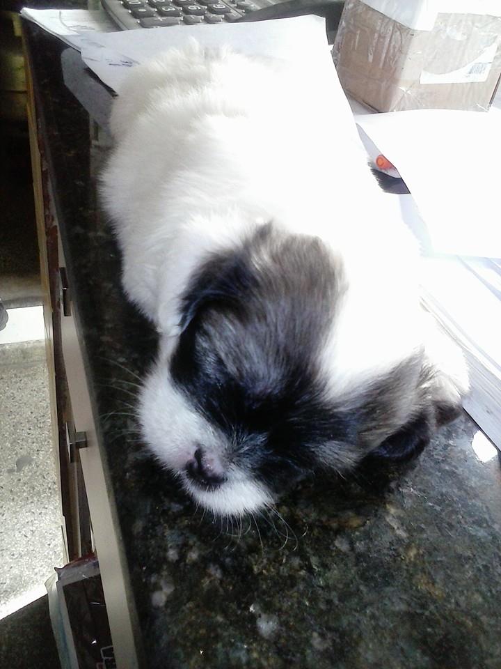 cuidadora de cães pequeno porte - Leiria - Hospedaje y guarderías de mascotas