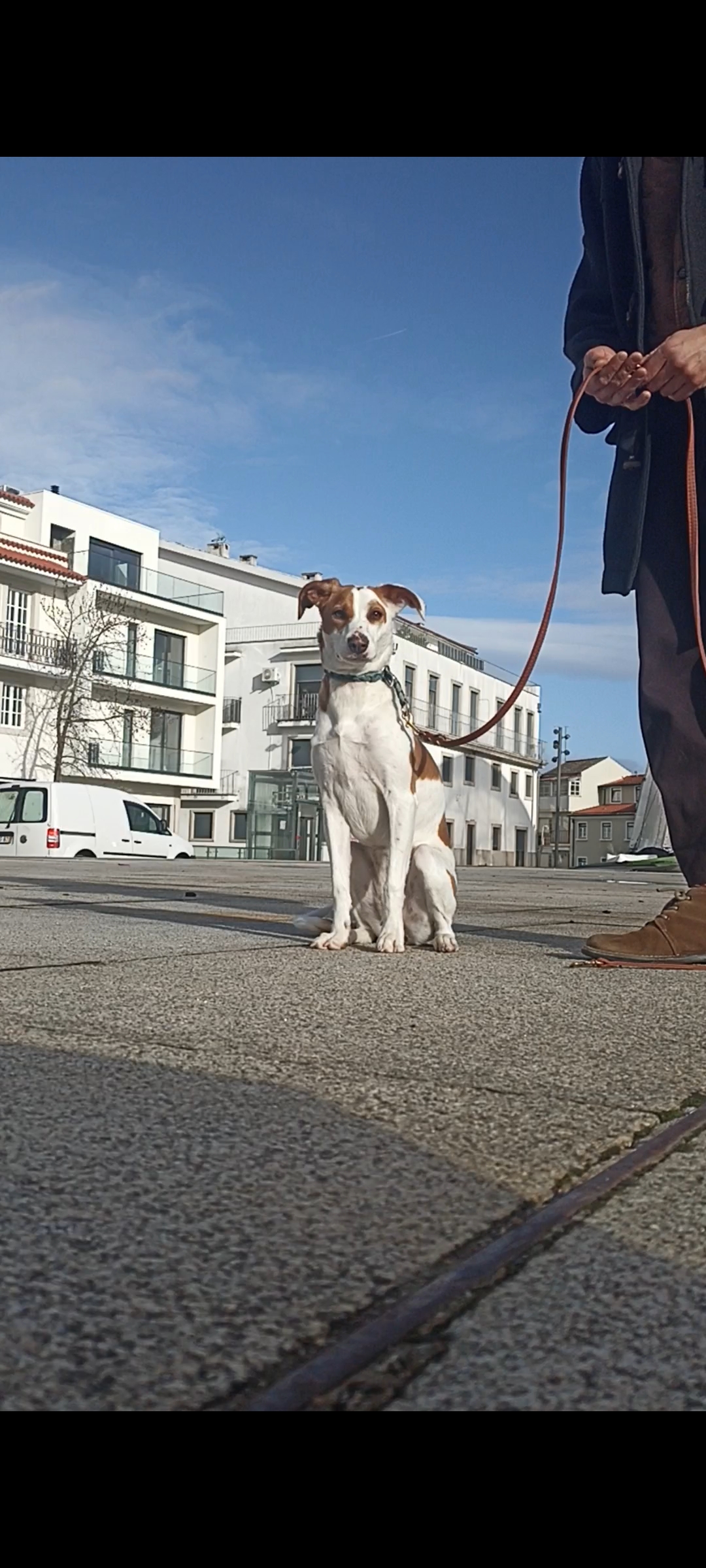 Ricardo Neves - Bragança - Hundetraining