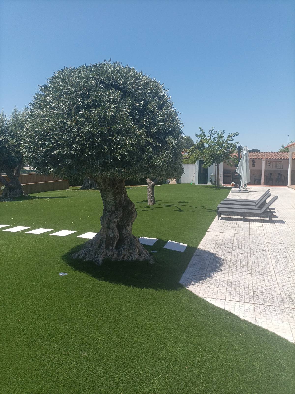 Quintais Limpos - Évora - Plantación de árboles