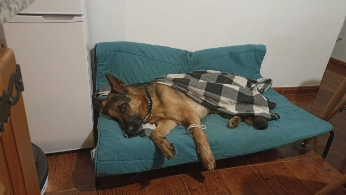 Ricardo Neves - Bragança - Hundetraining - Privatunterricht