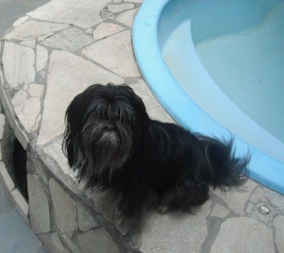 cuidadora de cães pequeno porte - Leiria - Guardería para perros