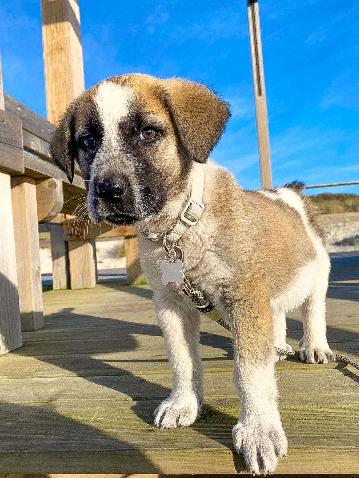 LourençoDogWalker - Aveiro - Dog Walking