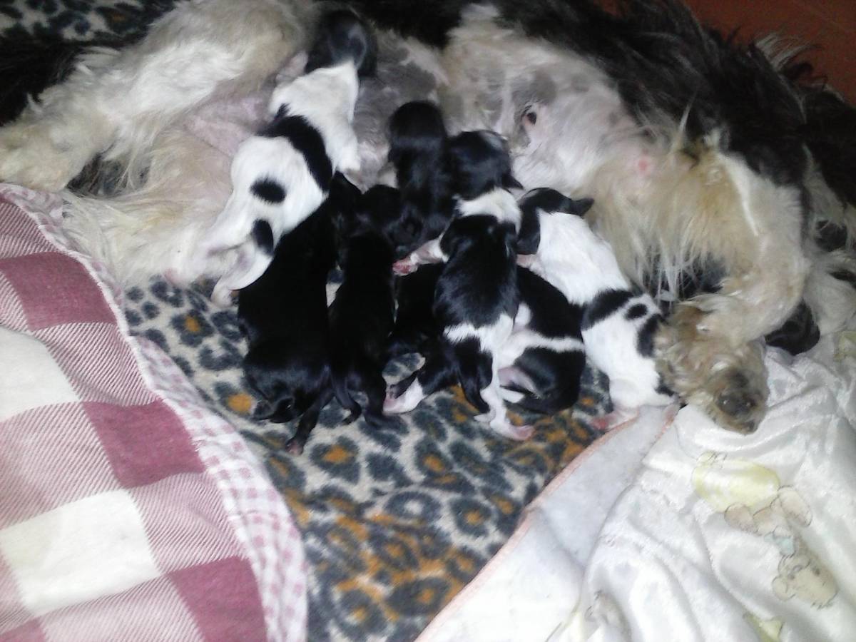 cuidadora de cães pequeno porte - Leiria - Hospedaje y guarderías de mascotas