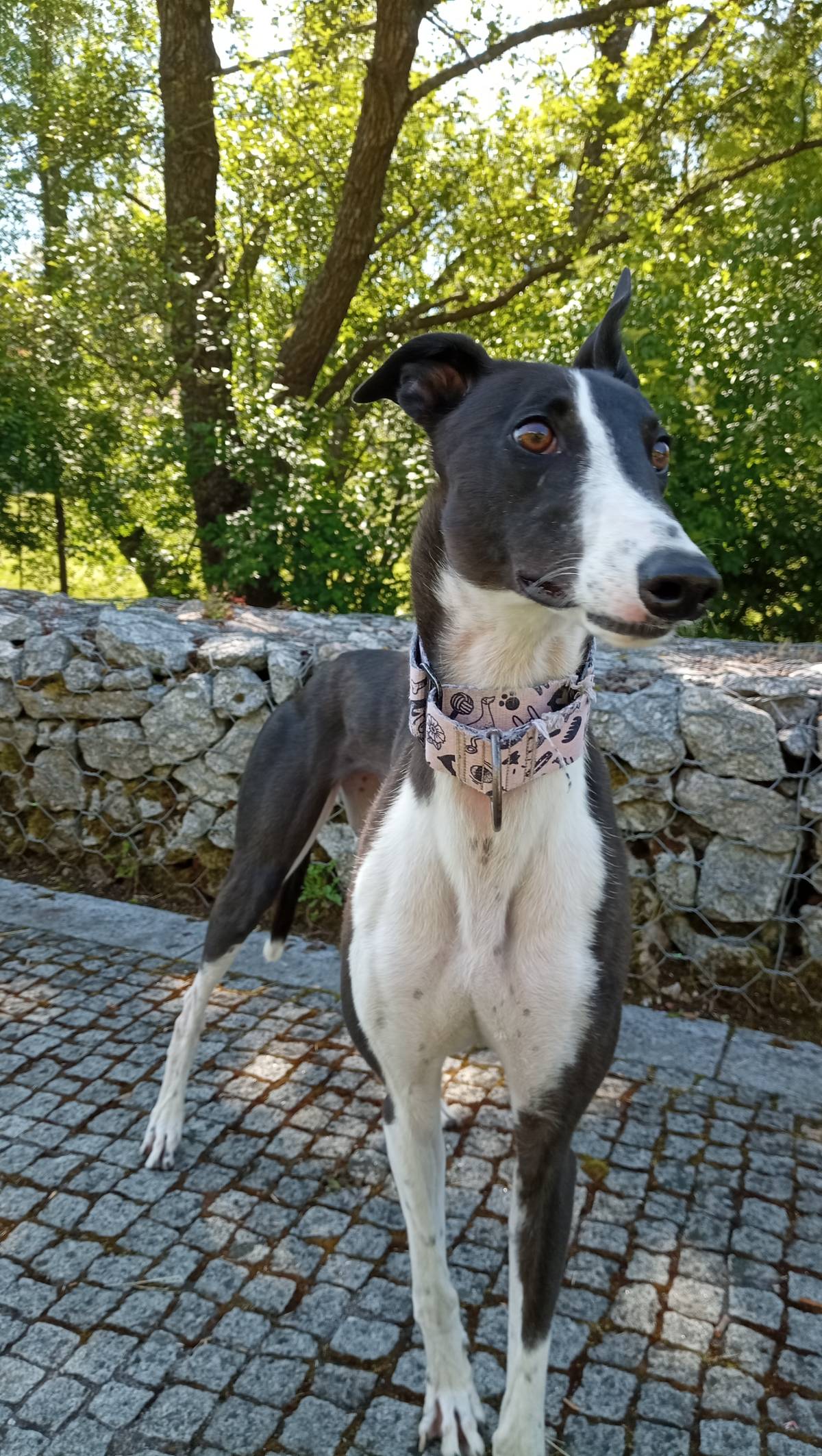 Ricardo - Bragança - Pet Sitting