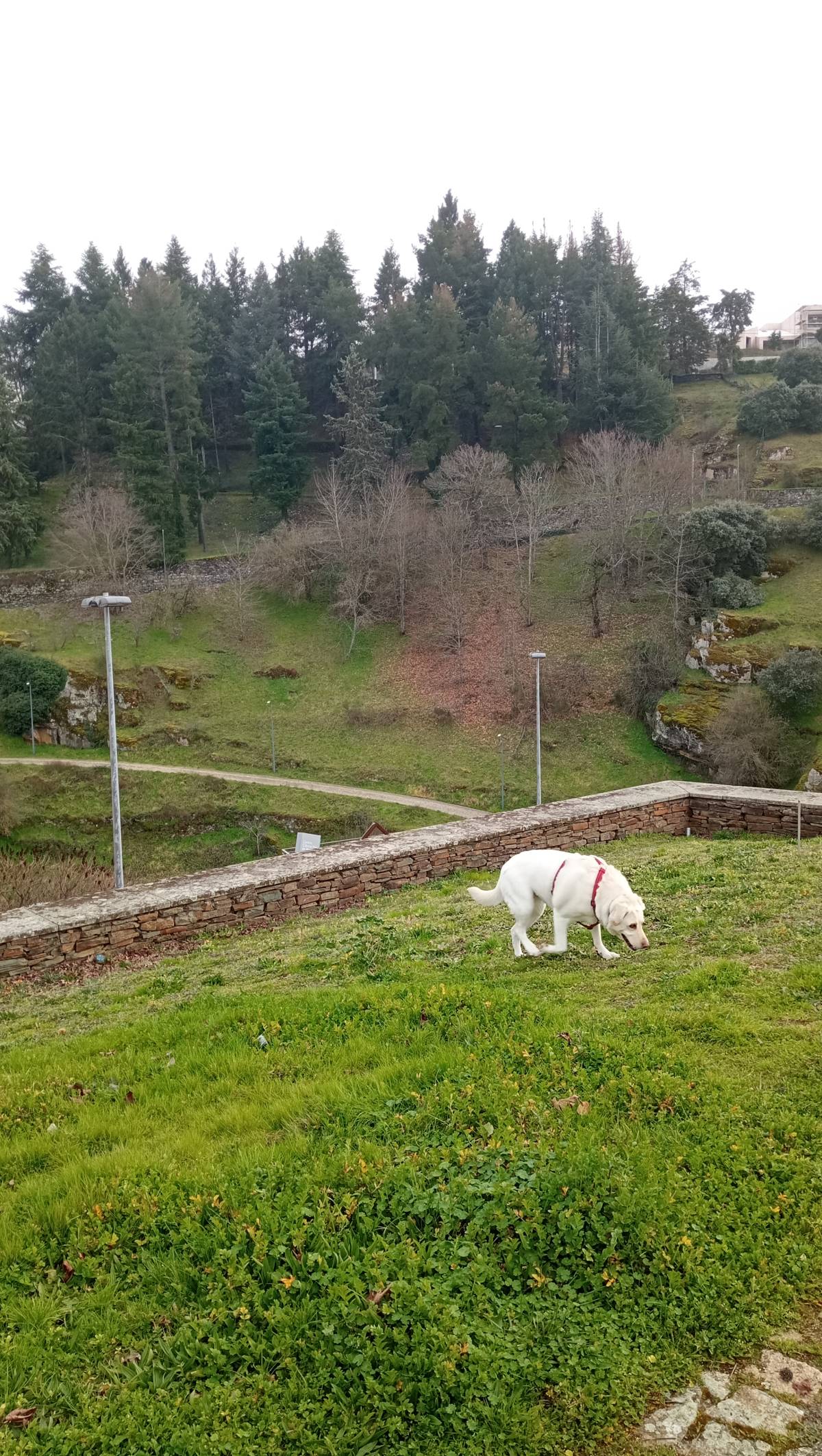 Ricardo - Bragança - Dog Sitting