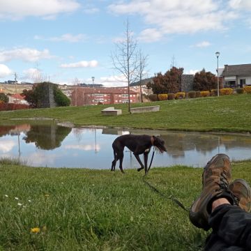 Ricardo - Bragança - Dog Walking