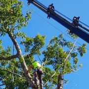 Terragest - Sivicultura e Exploração Florestal - Covilhã - Tratamento de Relvado