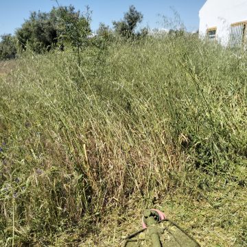 Quintais Limpos - Évora - Plantación de árboles