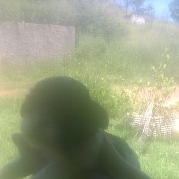 cuidadora de cães pequeno porte - Leiria - Guardería para perros
