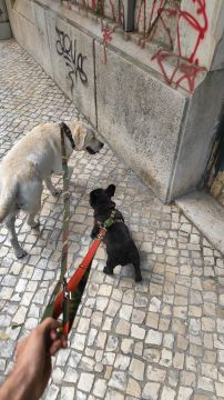 Mascotas - Pedro - Zahínos