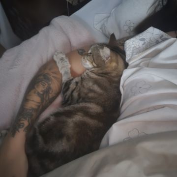 Sara Santos - Concierge Animal - Seixal - Pet Sitting