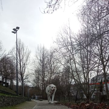 Ricardo - Bragança - Pet Sitting e Pet Walking