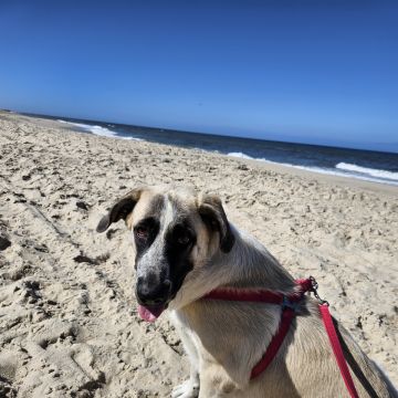 LourençoDogWalker - Aveiro - Dog Walking