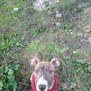 Ricardo Neves - Bragança - Hundeausführung