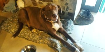Hotel e Creche para Animais