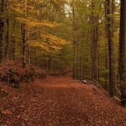 Terragest - Sivicultura e Exploração Florestal - Covilhã - Remoção de Arbustos