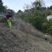 Terragest - Sivicultura e Exploração Florestal - Covilhã - Plantação de Árvores