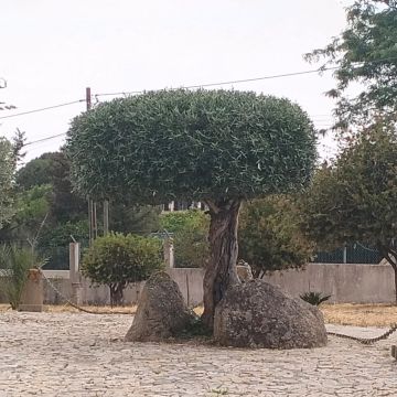 Quintais Limpos - Évora - Servicios de invernadero