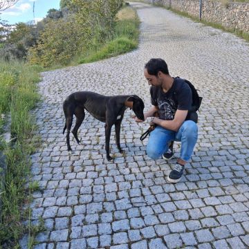 Ricardo Neves - Bragança - Katzensitter