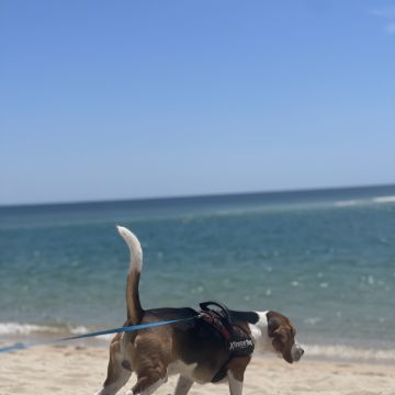 João e Sara - Odivelas - Pet Sitting and Walking