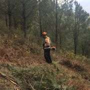 Terragest - Sivicultura e Exploração Florestal - Covilhã - Remoção de Tronco de Árvore
