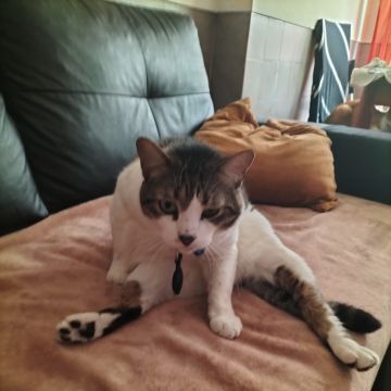 Ana Gomes - Sintra - Pet Sitting