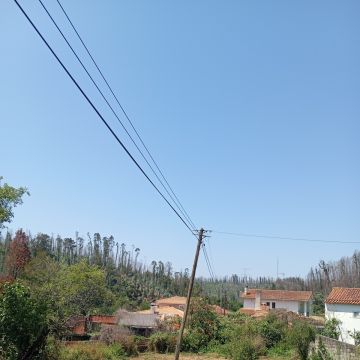 Santos - Aveiro - Remoção de Tronco de Árvore
