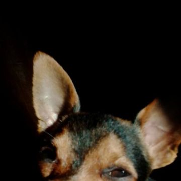 cuidadora de cães pequeno porte - Leiria - Hospedaje de perros