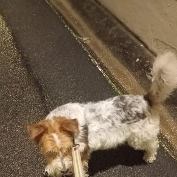 Beatriz Duram - Matosinhos - Dog Walking