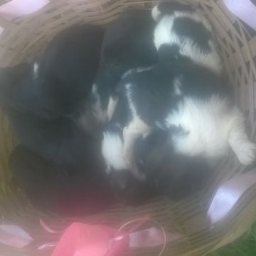 cuidadora de cães pequeno porte - Leiria - Hospedaje de perros