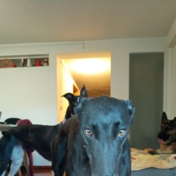 Ricardo - Bragança - Dog Sitting