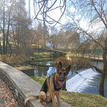 Ricardo Neves - Bragança - Gelegenheitsjobs
