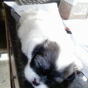 cuidadora de cães pequeno porte - Leiria - Hospedaje y guarderías de mascotas