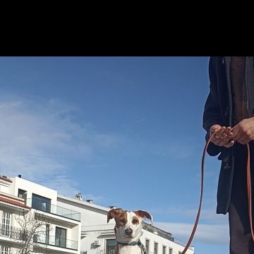 Ricardo Neves - Bragança - Hundetraining