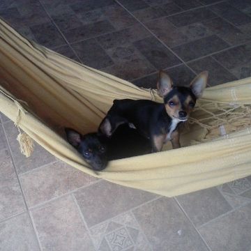 cuidadora de cães pequeno porte - Leiria - Hospedaje de mascotas