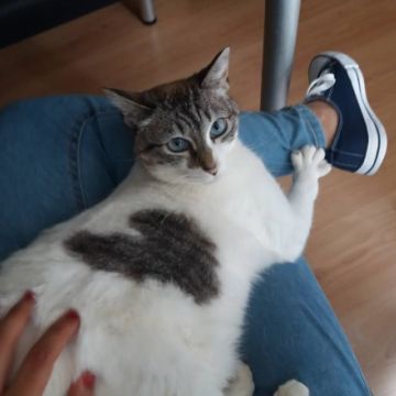 Diana Gomes - Barcelos - Pet Sitting