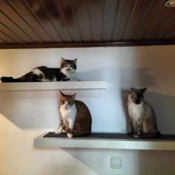 Ana Gomes - Sintra - Tierpension