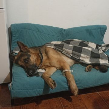 Ricardo Neves - Bragança - Hundetraining - Privatunterricht