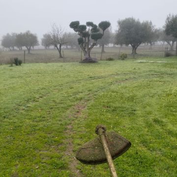 Quintais Limpos - Évora - Eliminación de arbustos