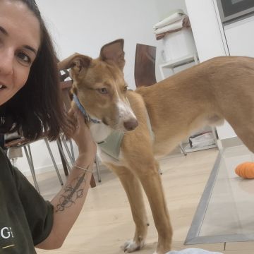 Sara Santos - Concierge Animal - Seixal - Hundesitter
