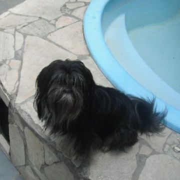 cuidadora de cães pequeno porte - Leiria - Guardería para perros