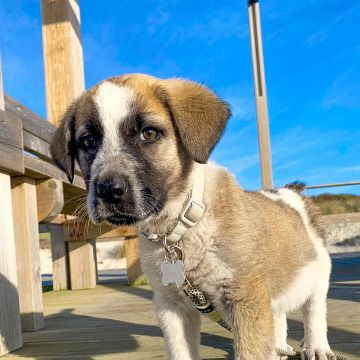 LourençoDogWalker - Aveiro - Dog Walking