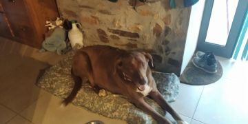 Hotel de Animais de Estimação