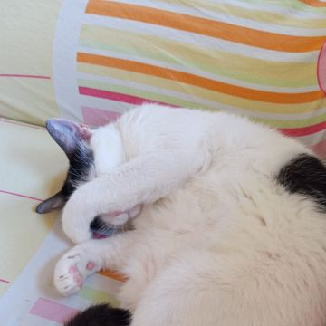 Beatriz Duram - Matosinhos - Cat Sitting