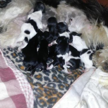 cuidadora de cães pequeno porte - Leiria - Hospedaje y guarderías de mascotas
